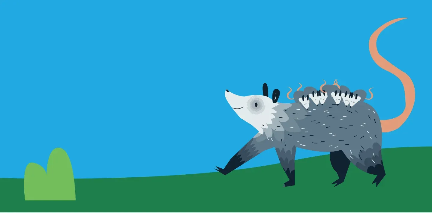 Ilustración de un tlacuache con sus crías sobre el lomo, caminando sobre el pasto
